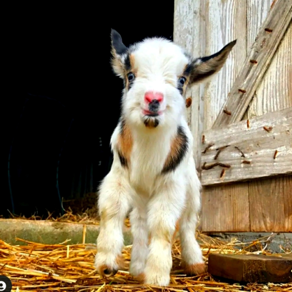 Meet your Posher, Vee!